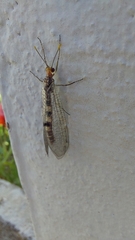 Megistopus flavicornis
