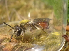 Andrena labiata
