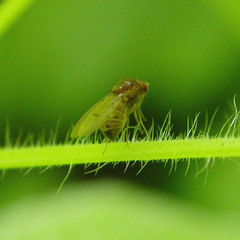 Drosophila transversa