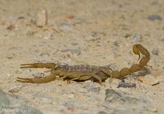 Aegaeobuthus gibbosus