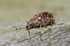 Polydrusus pilosus