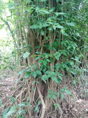 Bravaisia integerrima