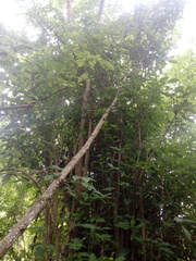 Bravaisia integerrima