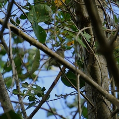 Vireo latimeri