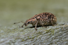 Polydrusus pilosus