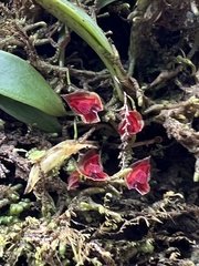 Lepanthes caritensis