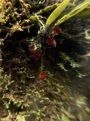 Lepanthes caritensis