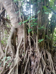 Bravaisia integerrima