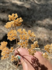 Hymenopappus flavescens