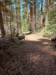 Odocoileus hemionus californicus