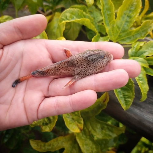 Spotted handfish (Brachionichthys hirsutus) — Brachionichthyidae — 3