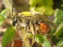 Andrena labiata