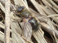 Tachina ursina