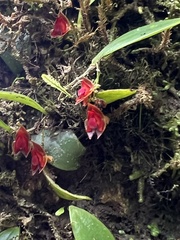 Lepanthes caritensis