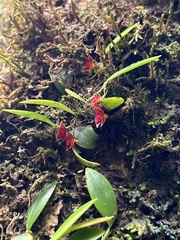 Lepanthes caritensis