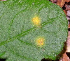 Coleosporium elephantopodis