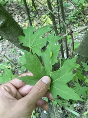 Eriophyes aceris