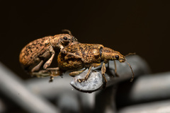 Polydrusus pilosus