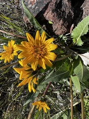 Balsamorhiza serrata