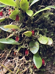 Lepanthes caritensis