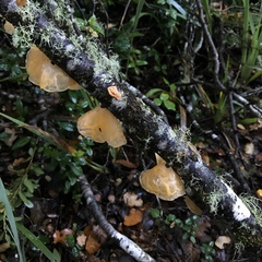 Aleurodiscus vitellinus