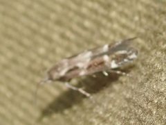 Mompha sturnipennella
