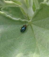 Podagrica fuscicornis