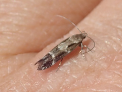 Mompha sturnipennella