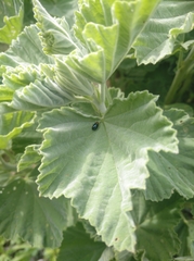 Podagrica fuscicornis