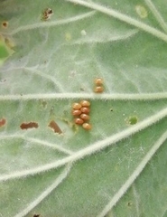 Podagrica fuscicornis