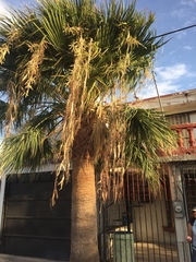 Washingtonia robusta
