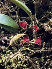 Lepanthes caritensis