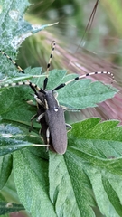 Agapanthia annularis