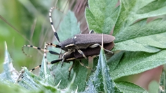 Agapanthia annularis