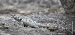 Sceloporus cyanogenys