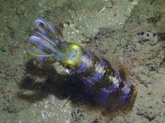 Sepioteuthis lessoniana