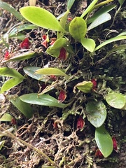 Lepanthes caritensis