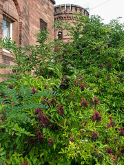 Sambucus nigra