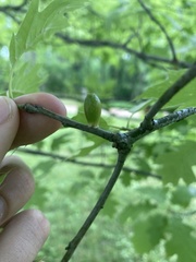 Amphibolips ellipsoidalis