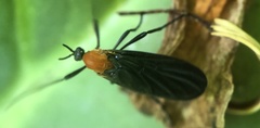 Plecia americana