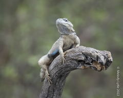 Sceloporus cyanogenys