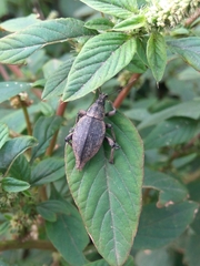 Elytrurus serrulatus