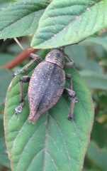 Elytrurus serrulatus