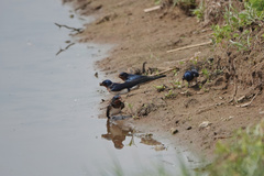 Hirundo rustica