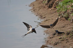 Hirundo rustica