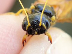 Acantholyda hieroglyphica