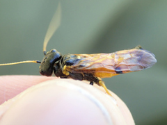 Acantholyda hieroglyphica