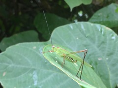 Phaneroptera nigroantennata