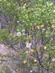 Larrea cuneifolia