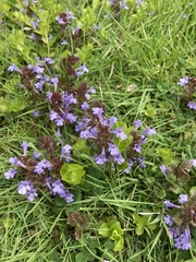 Glechoma hederacea